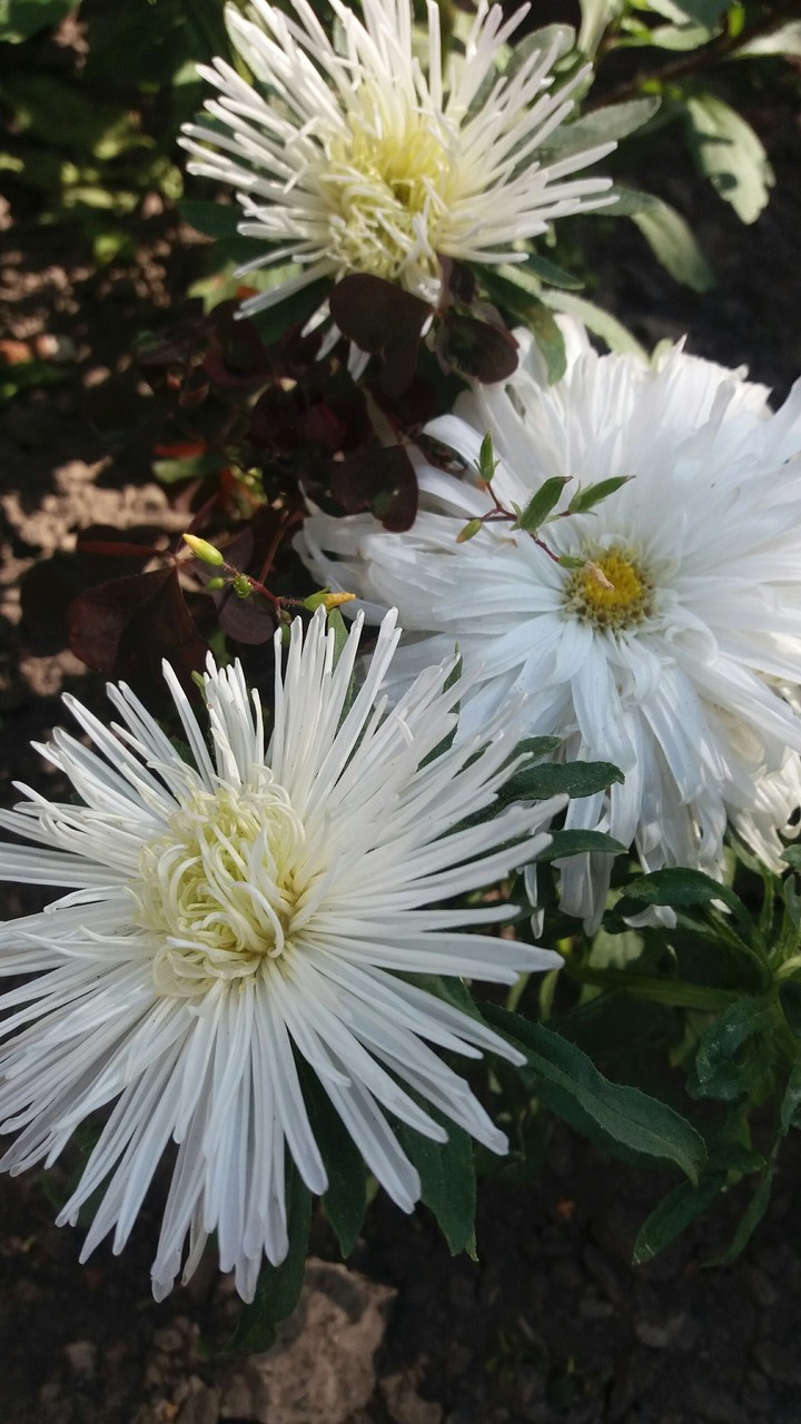 Asters