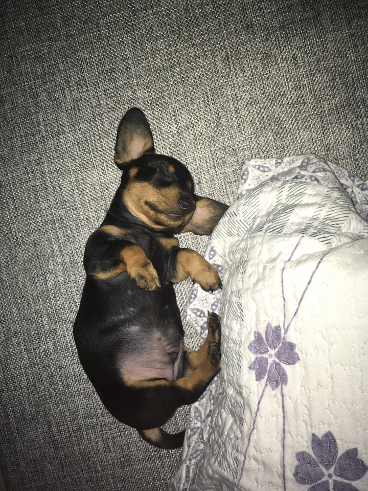 #my puppy#