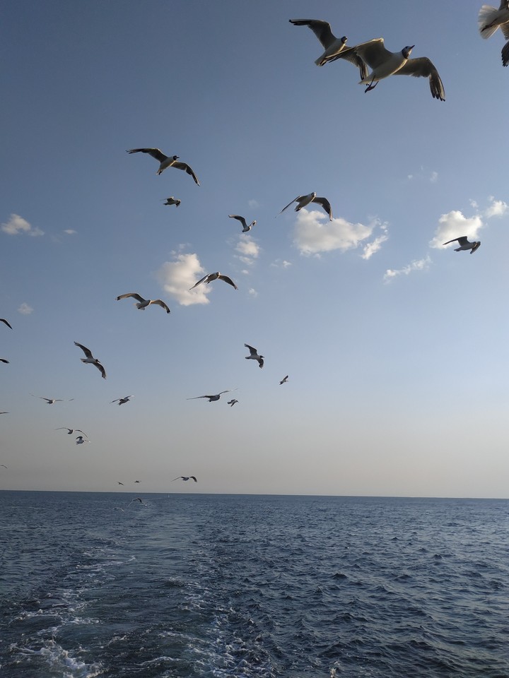 sky and seagulls