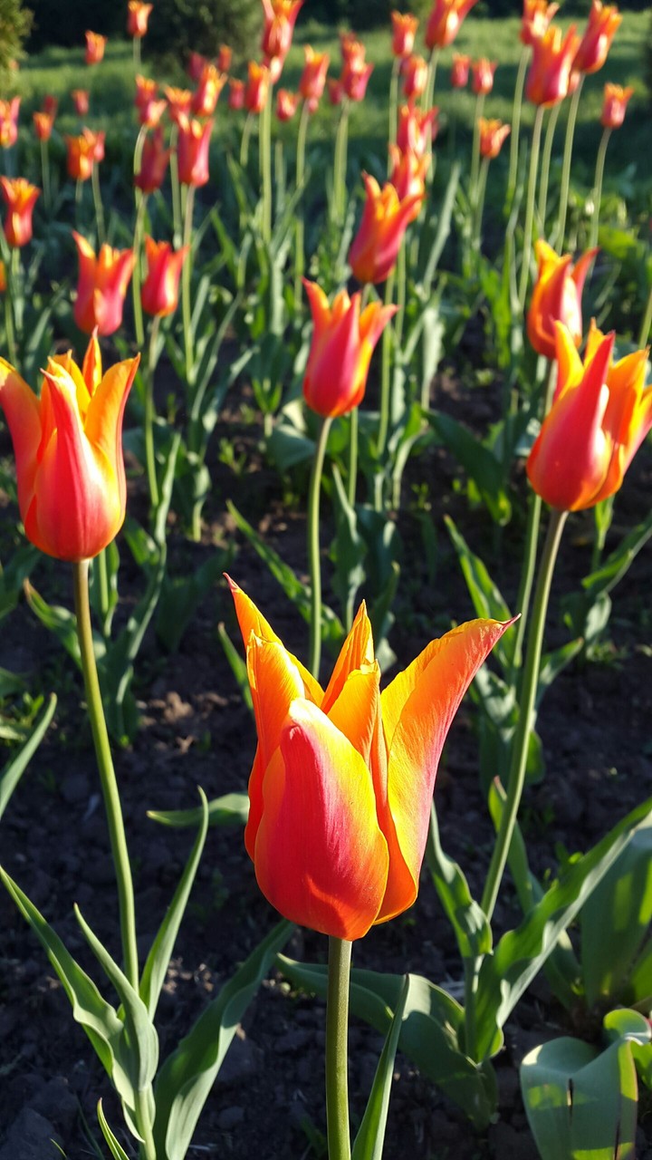 Tulips