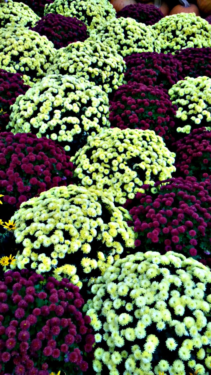 sea of flowers