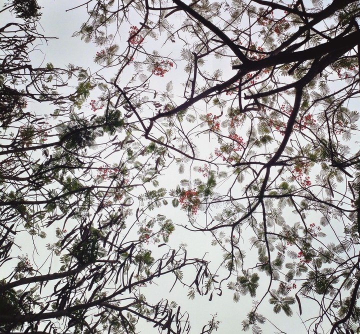 Looking the sky through the leaves
