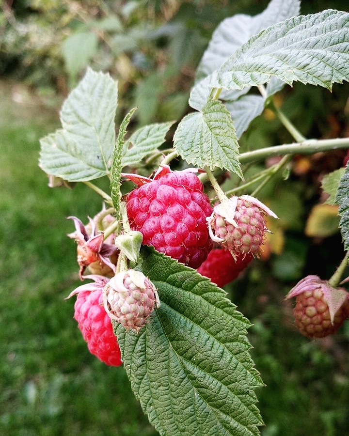 Raspberries