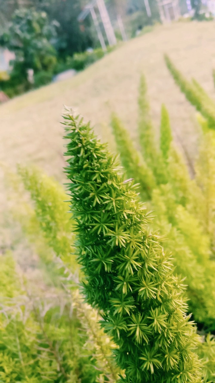 download plant