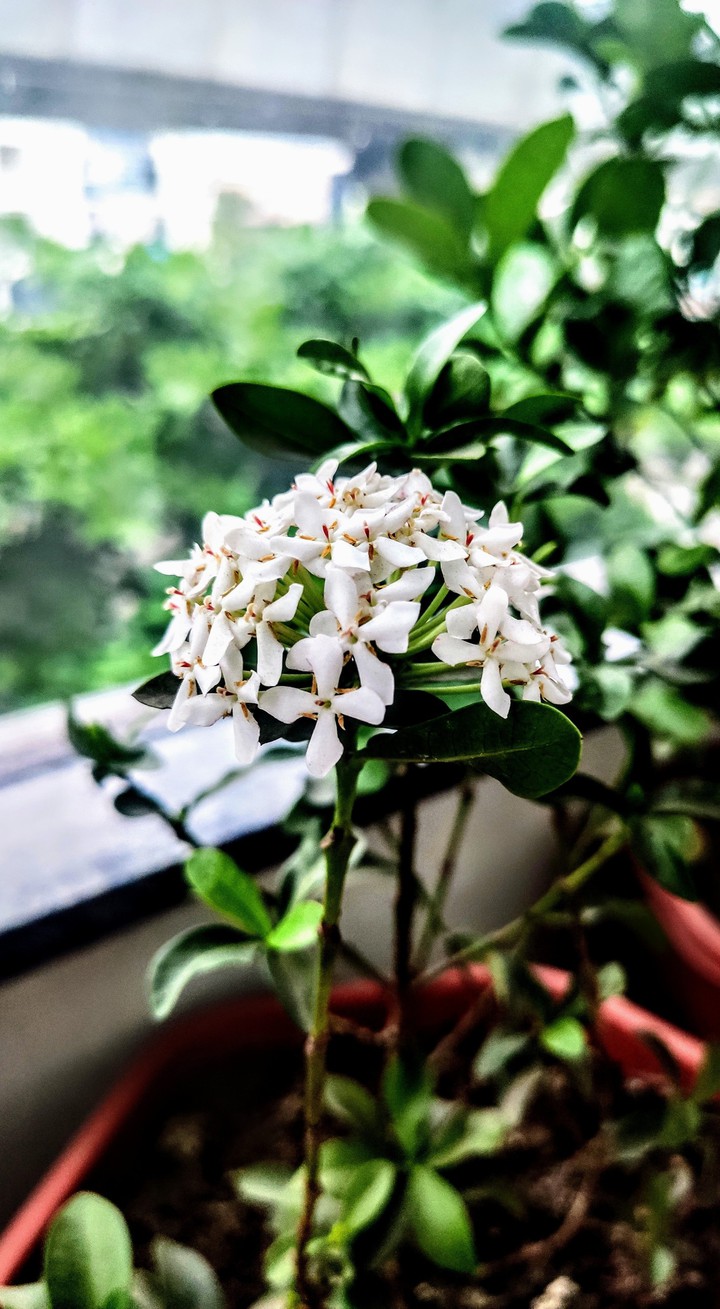 It takes time but it will surely 'Bloom' one d. my new plant