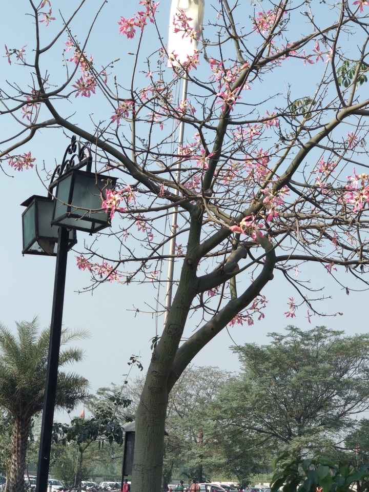 spring