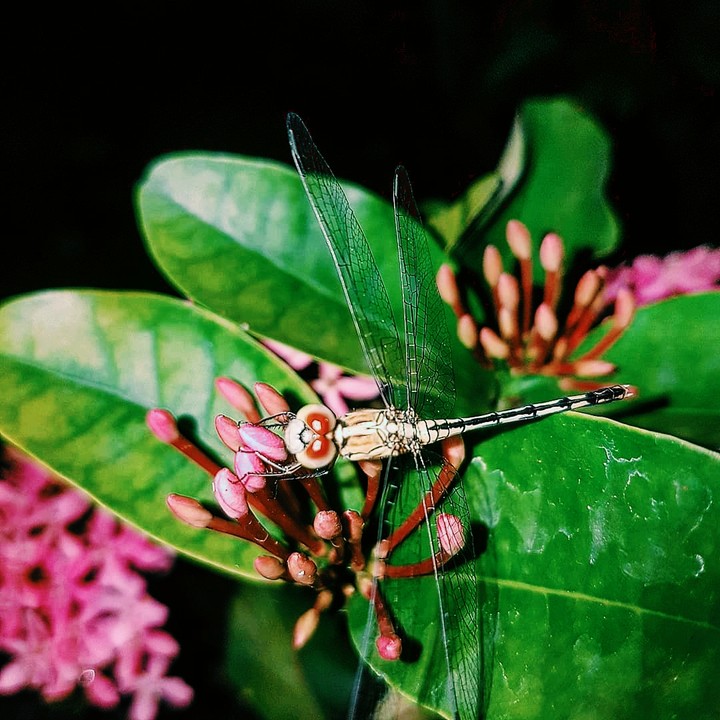 ANISOPTERA