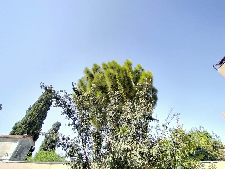 Trees