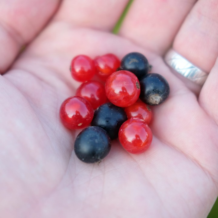 berries