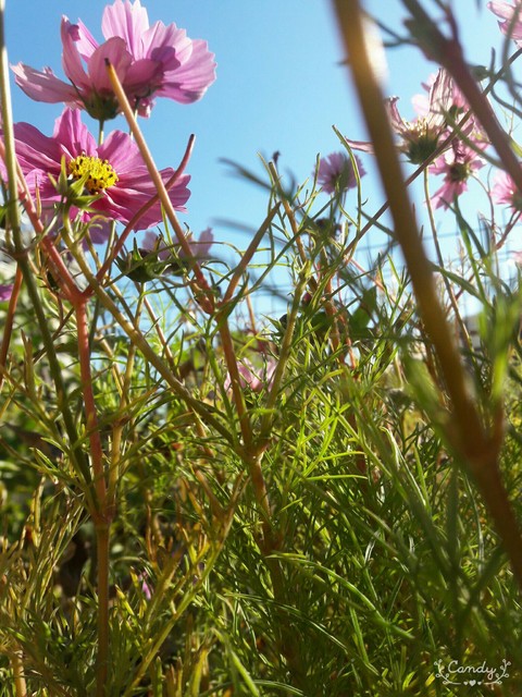 spring