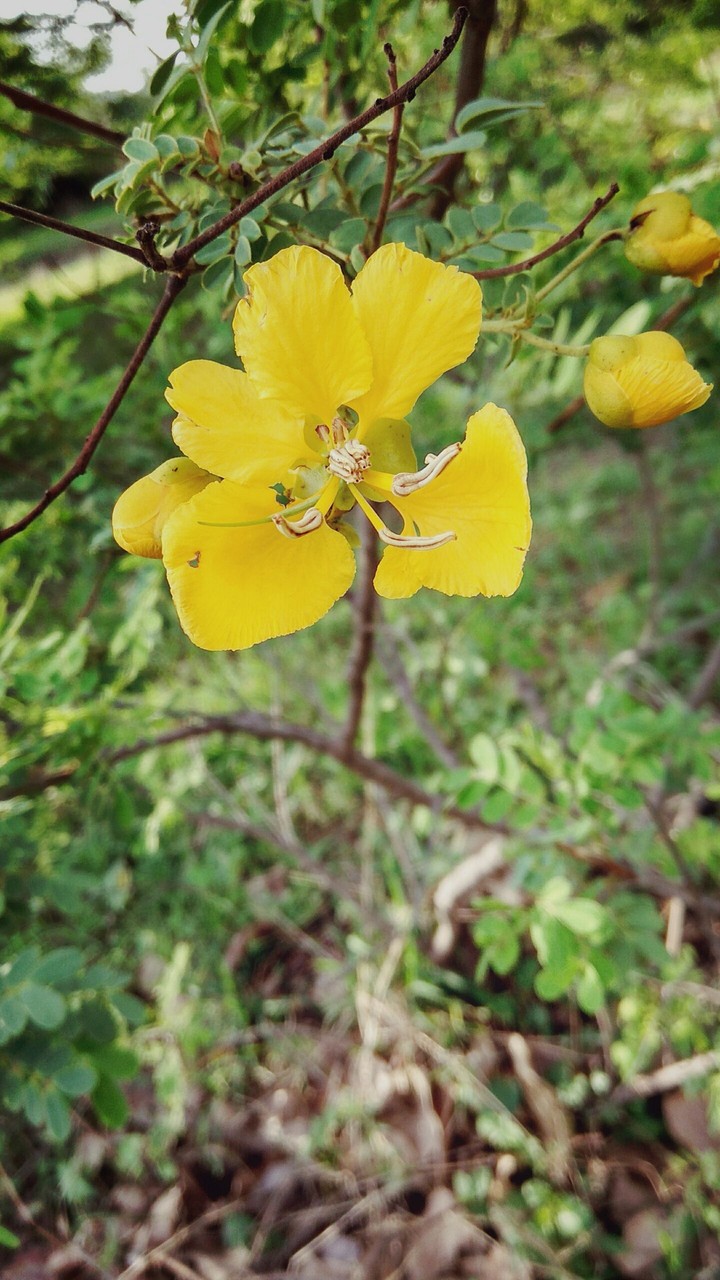 flower