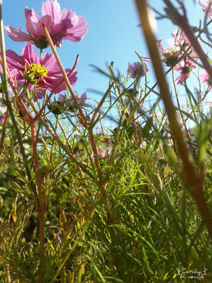 spring
