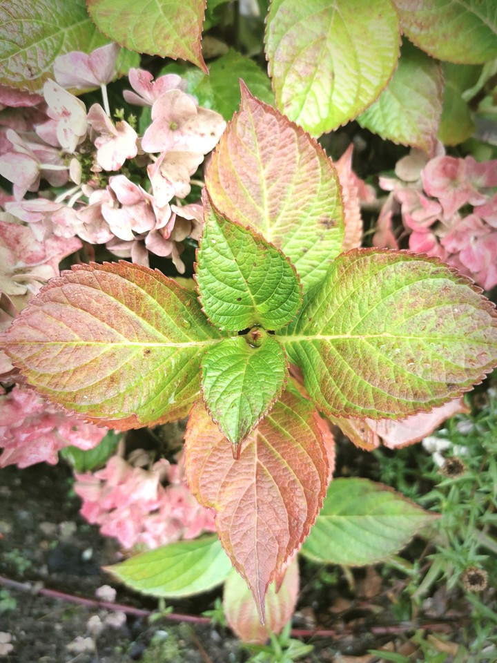 leaves