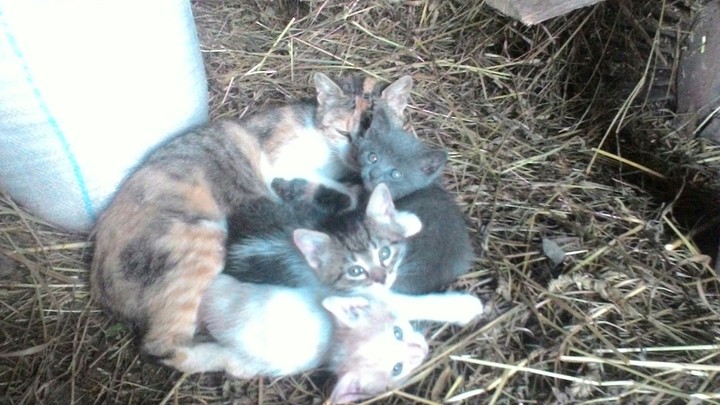 Cat's