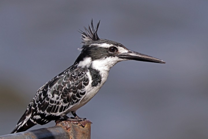 Fêmea de martim-pescador-malhado (Ceryle rudis rudis)