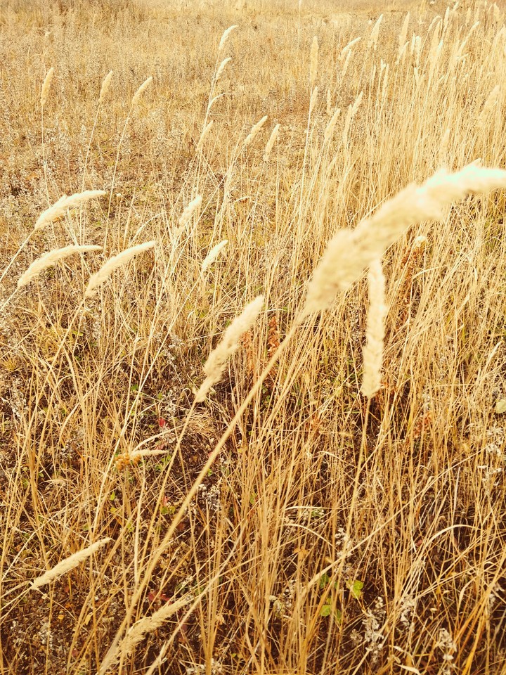 Field