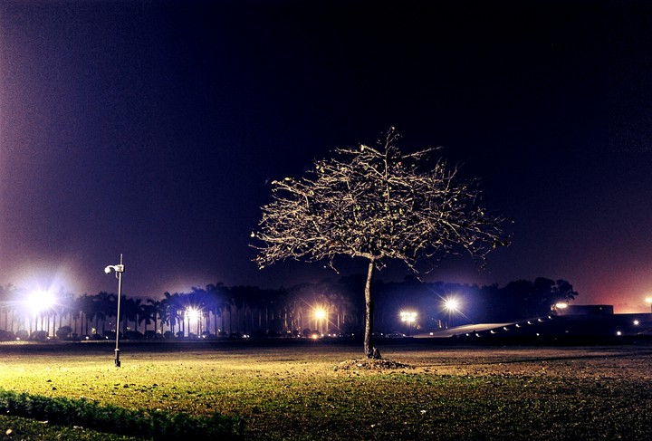 A lonely tree