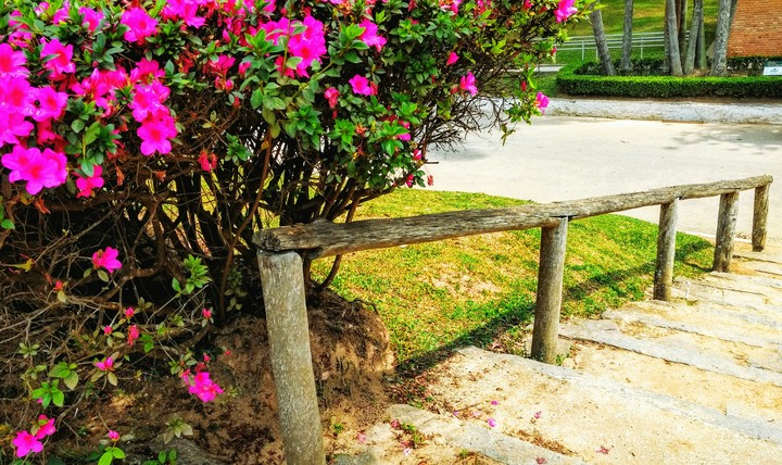 Nice flowers