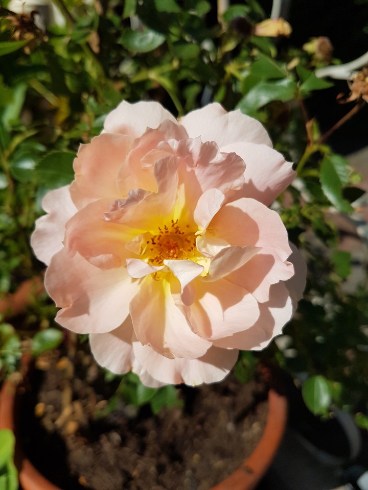 Garden rose