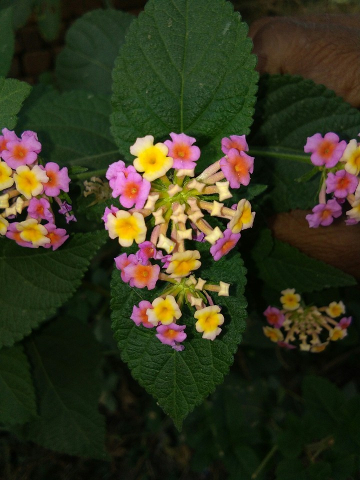 Beautiful Flowers