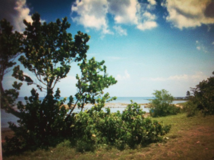 Trees Vs Ocean