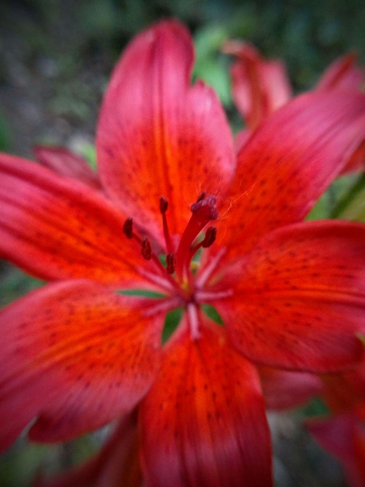 red flower