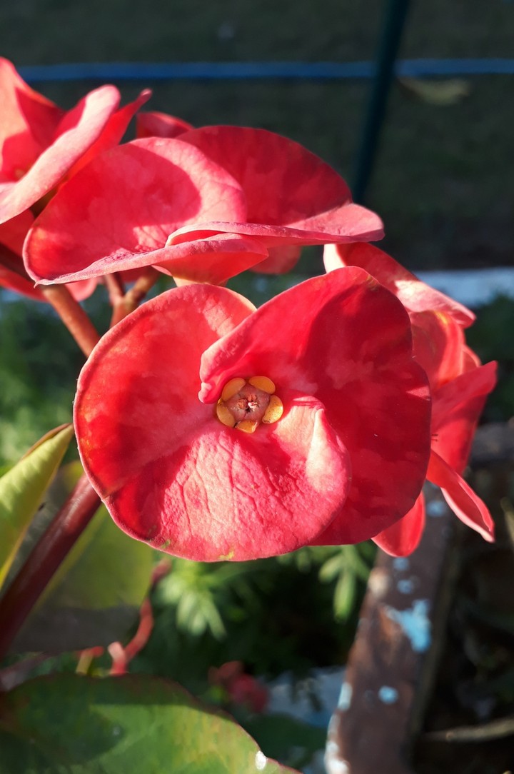 flower