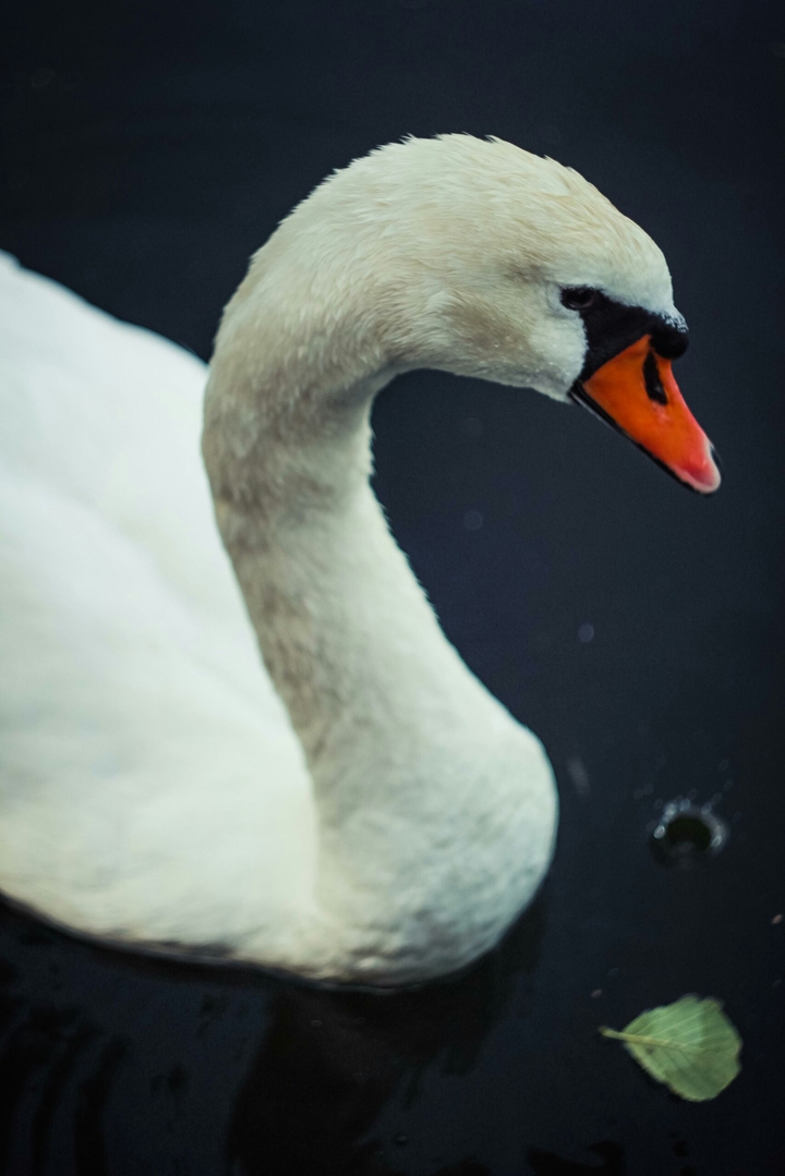 Swan
