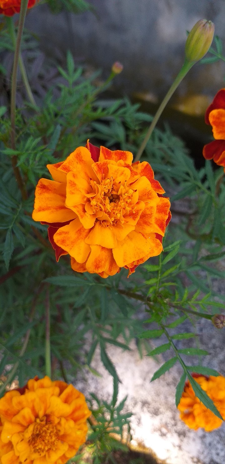 FLOWERS IN MY GARDEN