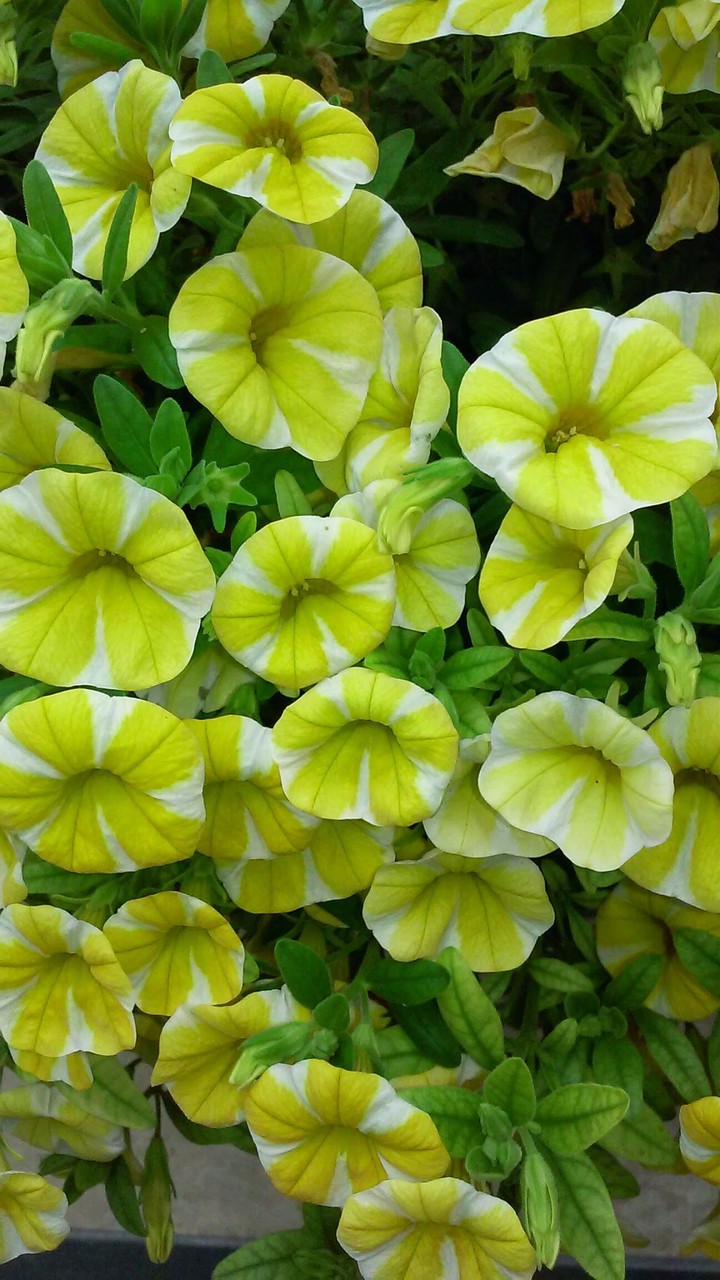 summer blossom