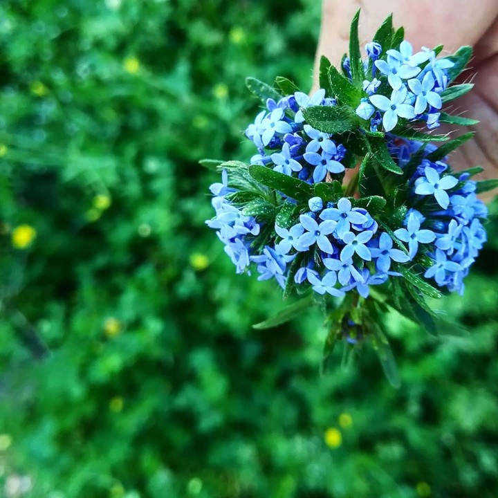 çiçek 