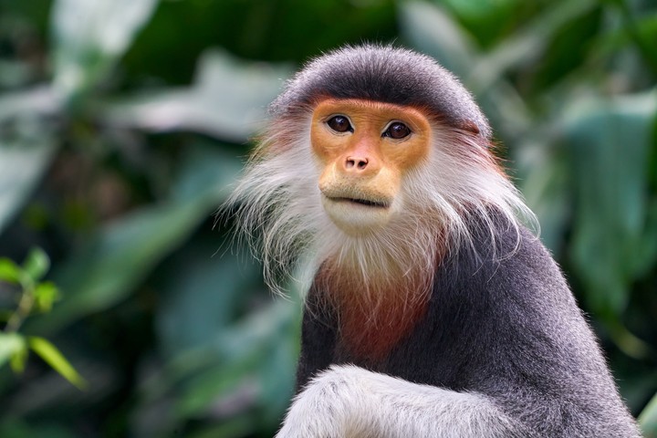 monkey