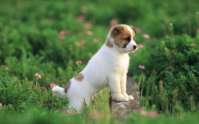 puppy