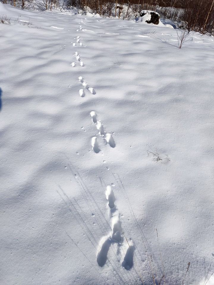 sneeuw