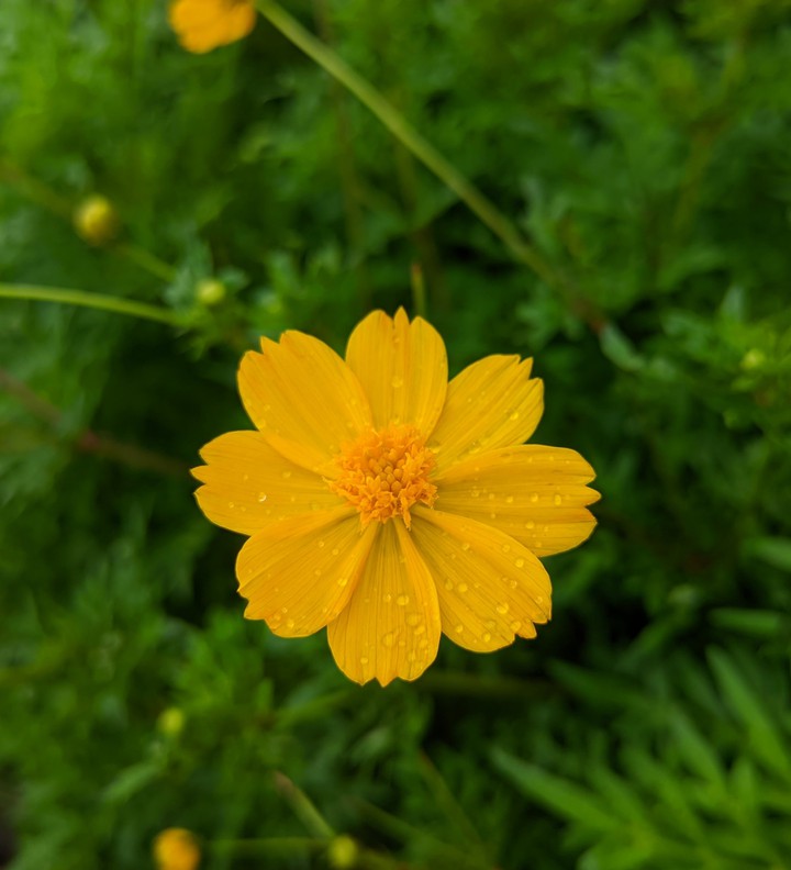 Yellow Flower