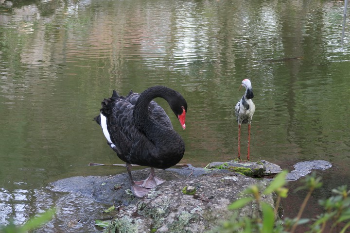 Black Swan