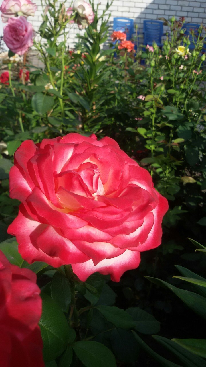 My roses