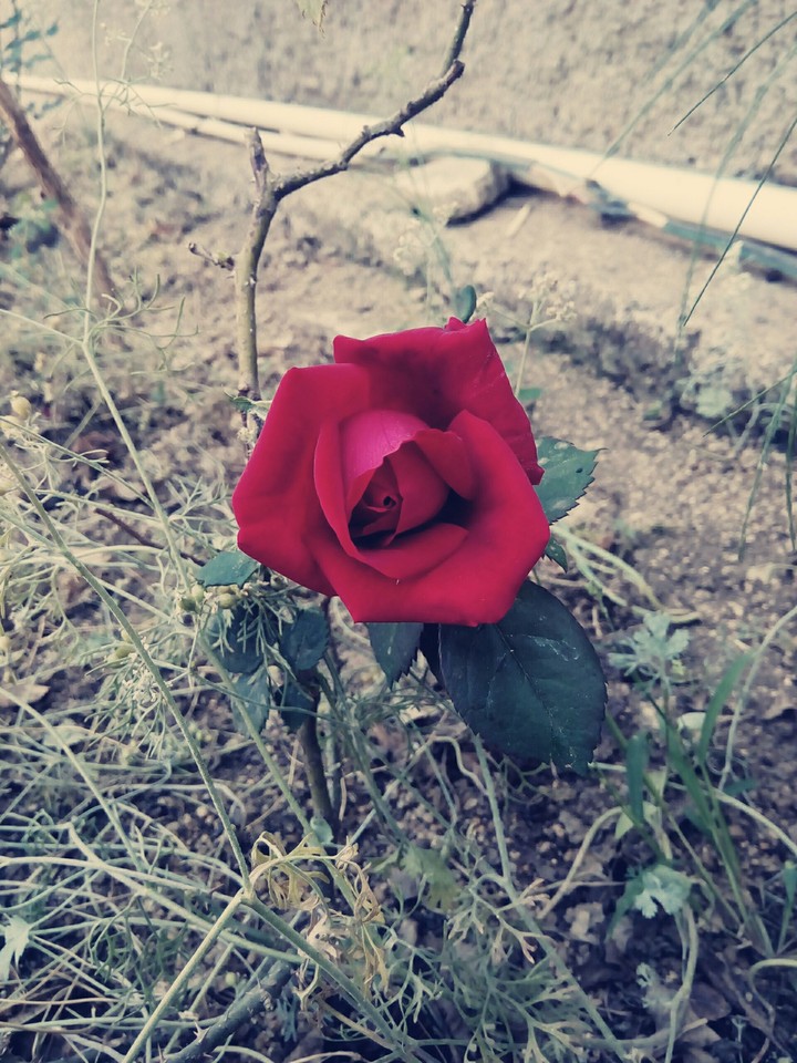 velentine rose