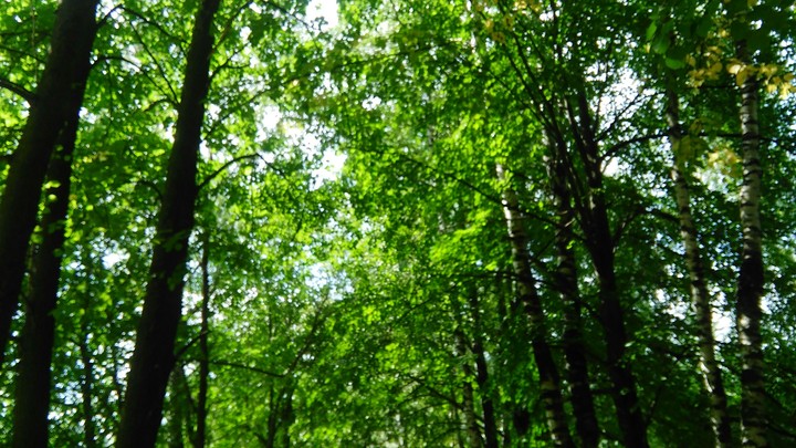 trees
