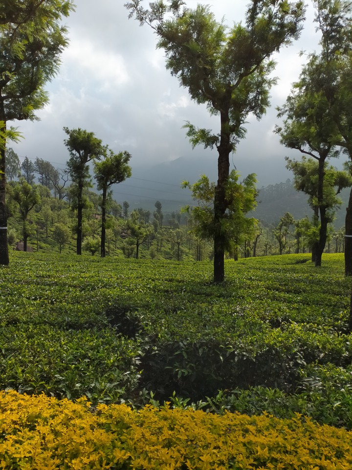 tea plantation in Valparai, Coimbatore dist.