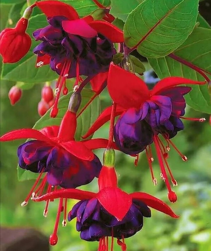 Fuchsia