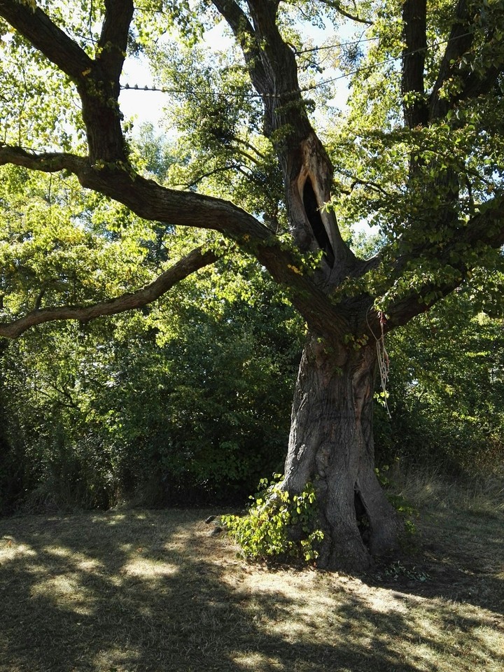 Baum im Garten