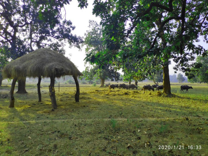 pahurnar village