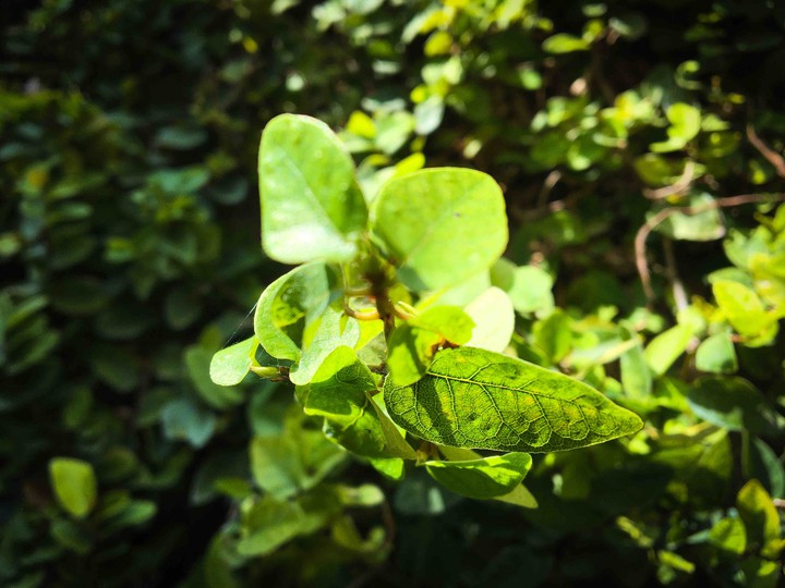 detalles de una hoja