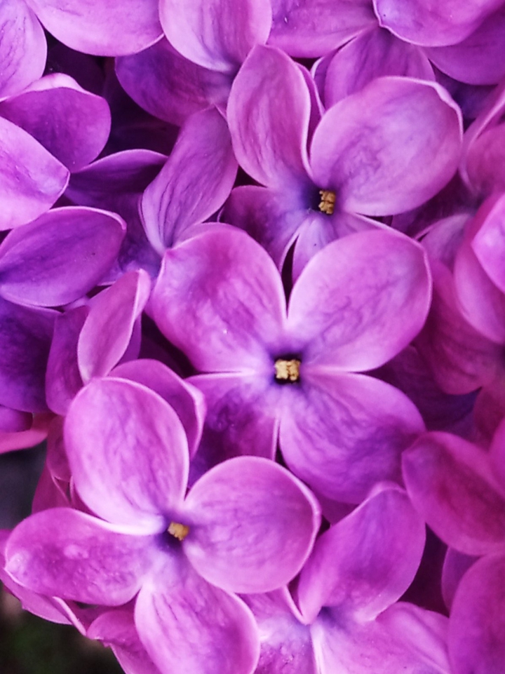 Lilac