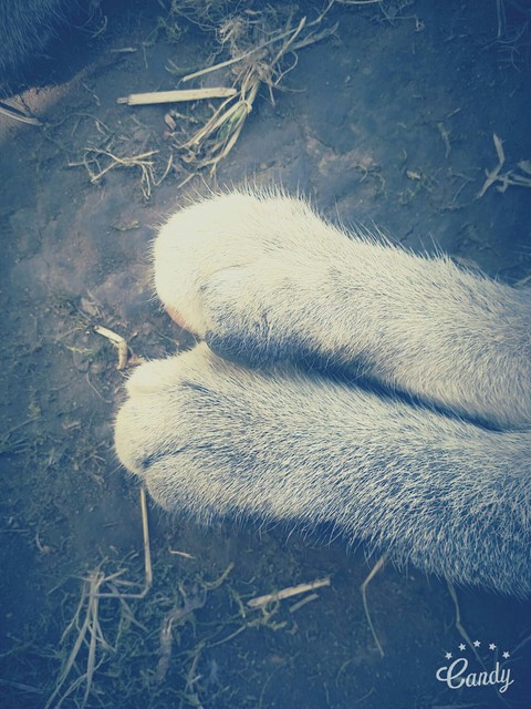 Caaat