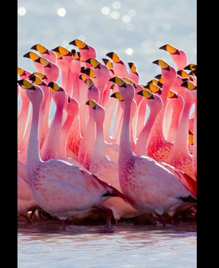 flamingo