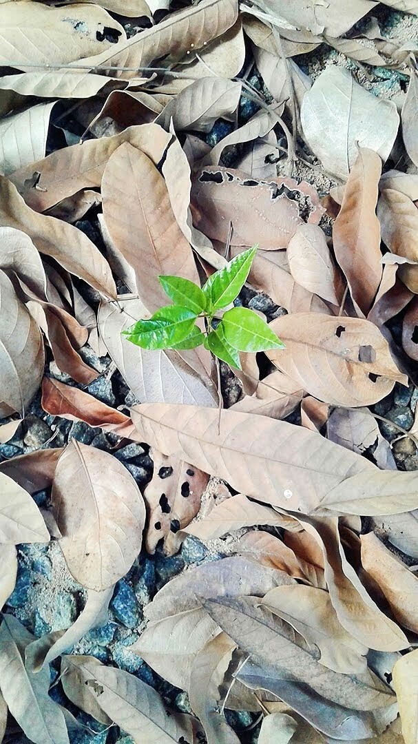 #leaves #nature #newlife