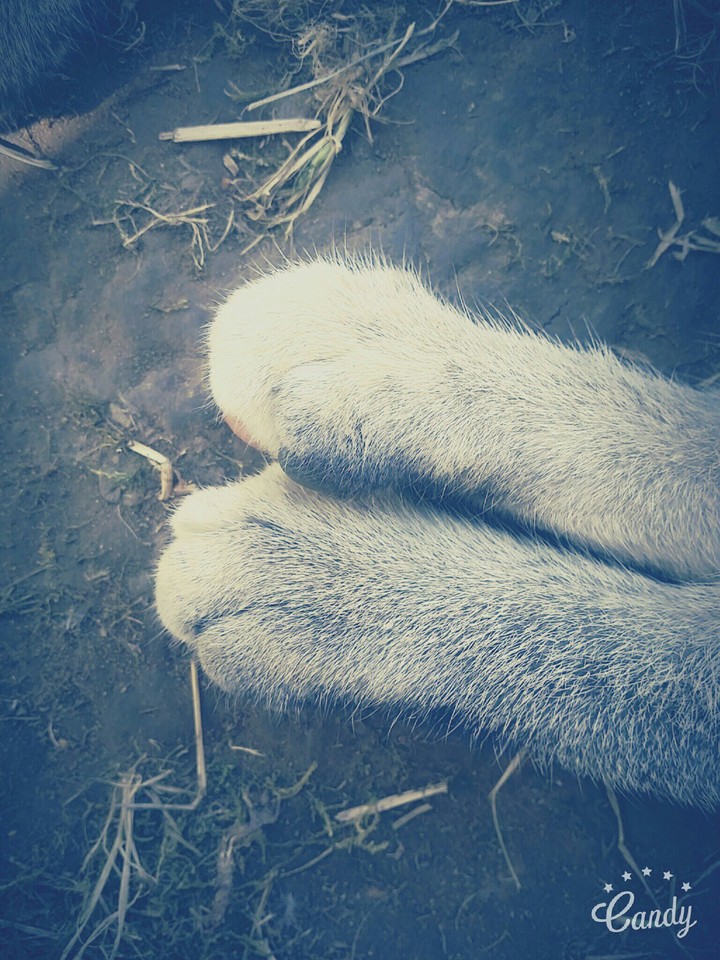 Caaat