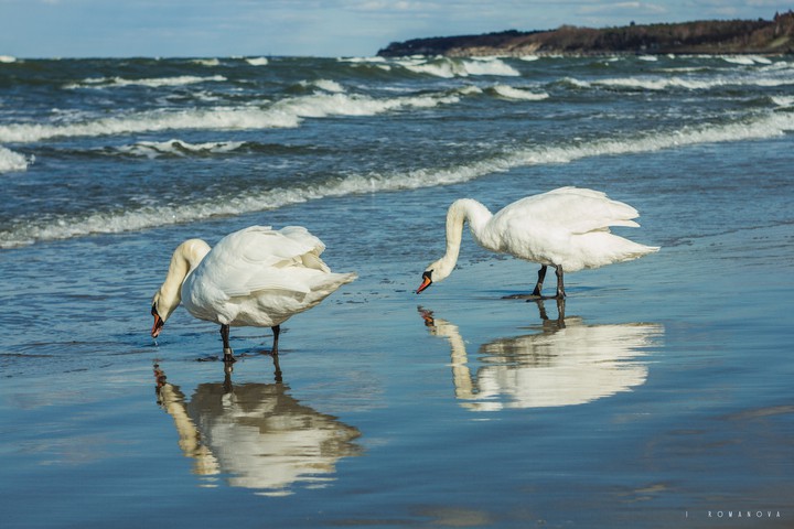 Reflections